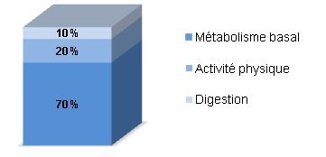 comment augmenter metabolisme de base