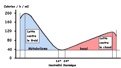 graphe du mtabolisme basal en fonction de la temprature