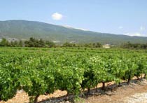 Vignes et Mont Serein