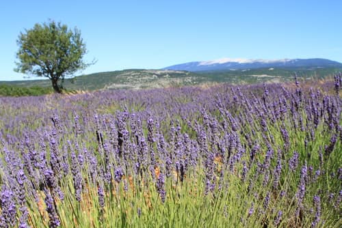 Mont Ventoux et champs de lavande