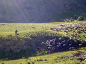 Photo de la Bonette - moutons et berger dans l'ascension depuis Jausiers