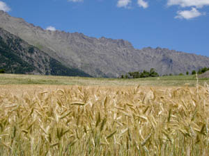 Photo de la Bonette - champs de blé après Jausiers