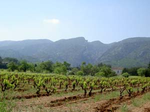 vignes à Malaucène