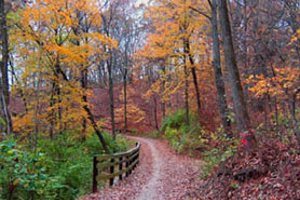 Chemin et forêt aux couleurs de l'automne