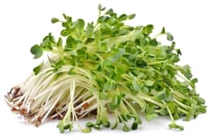 Graines germées : 10 bonnes raisons d'en manger régulièrement