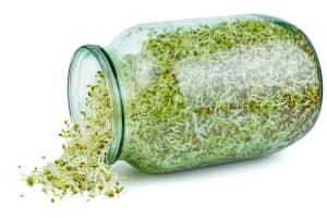 Tout savoir sur les graines germées